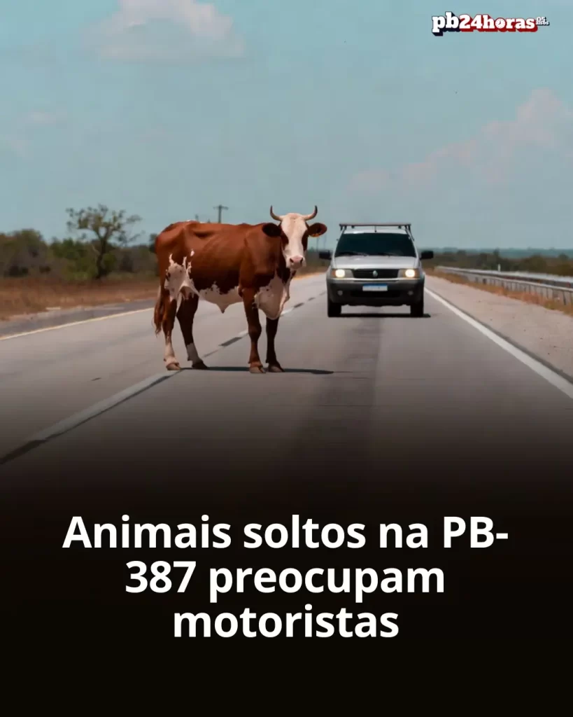 Animais soltos na PB-387 entre Uiraúna e Vieirópolis aumentam risco de acidentes e preocupam motoristas
