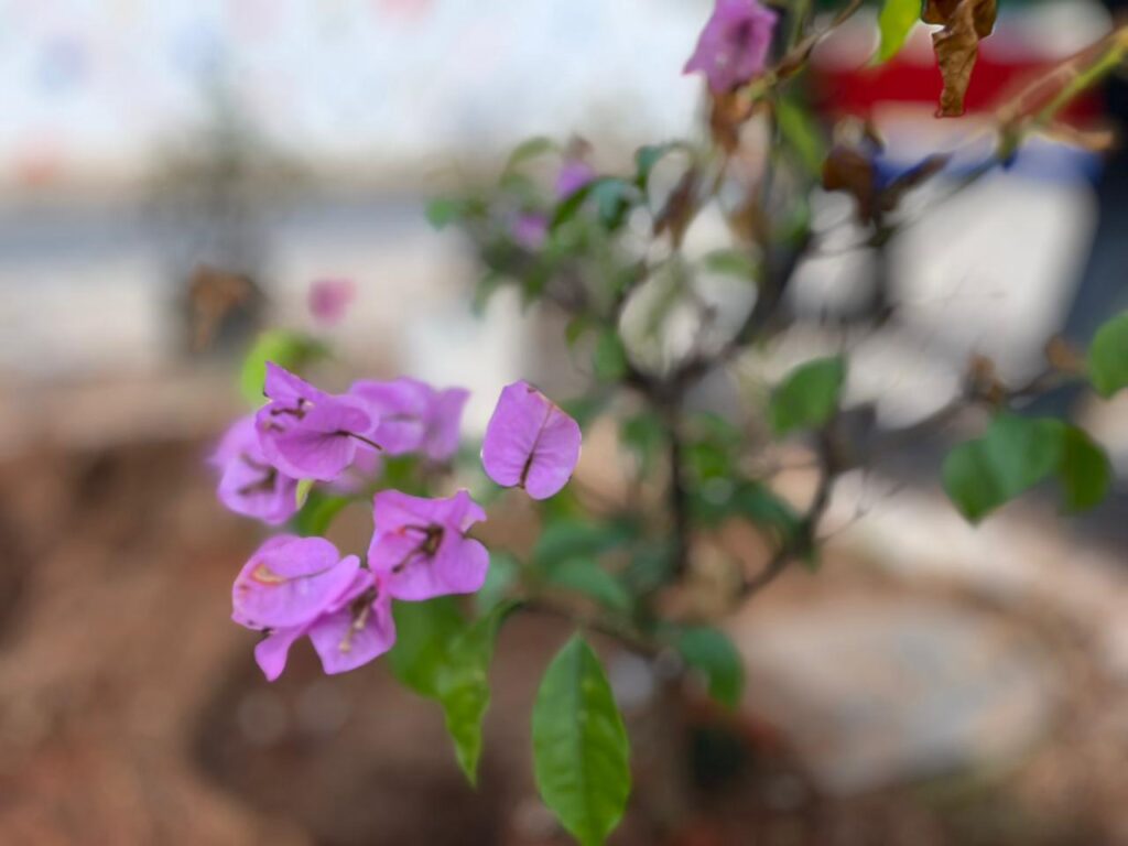 Prefeita Leninha promove plantio de árvores no bairro Bela Vista 5 3 2
