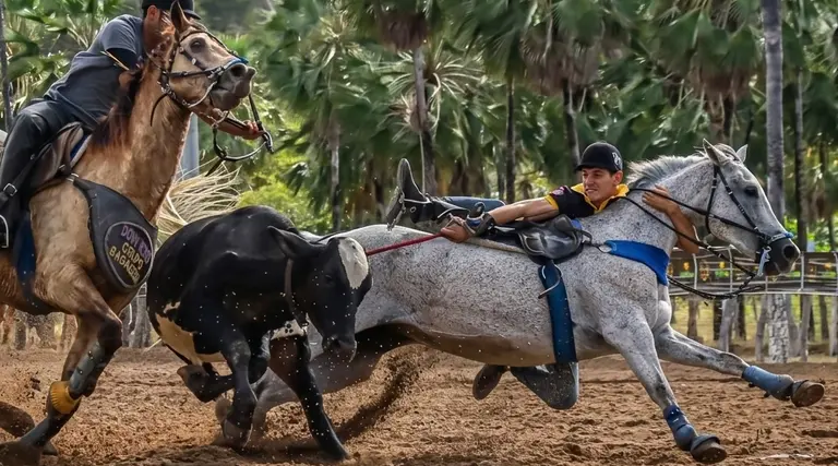 STF reconhece constitucionalidade da vaquejada 1 STF reconhece constitucionalidade da vaquejada