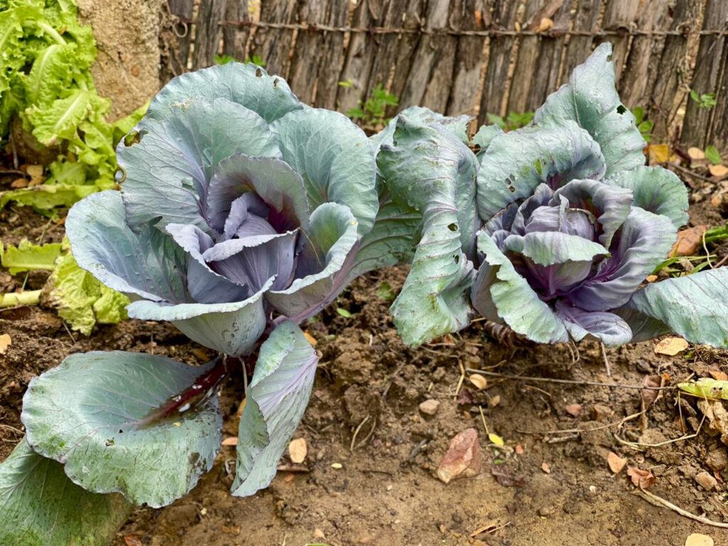 Projeto de energia solar em Poço Dantas recebe visita da TV Cabo Branco 7 WhatsApp Image 2026 03 26 at 10.27.35 1