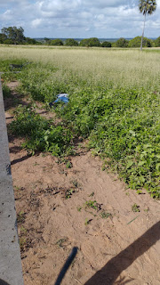 Irmão mata irmã a tiros em Apodi, RN 4 b393232c 01e0 43ea 87bc 62c7bf089194