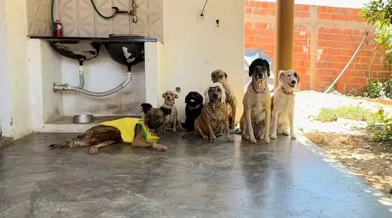 VÍDEO: De Uiraúna para a internet: o sucesso de Dona Puma