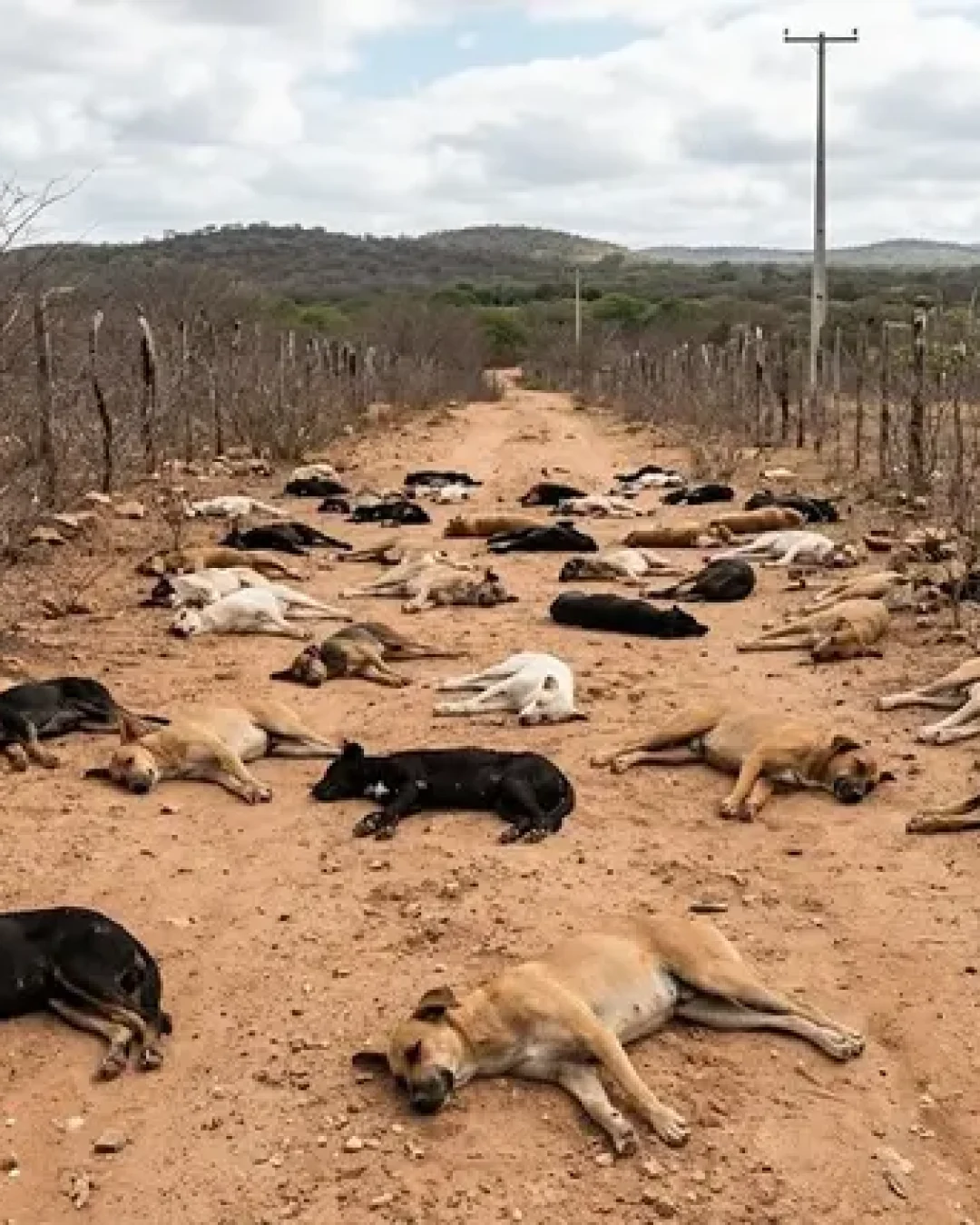 60 cachorros mortos em Teixeira-PB