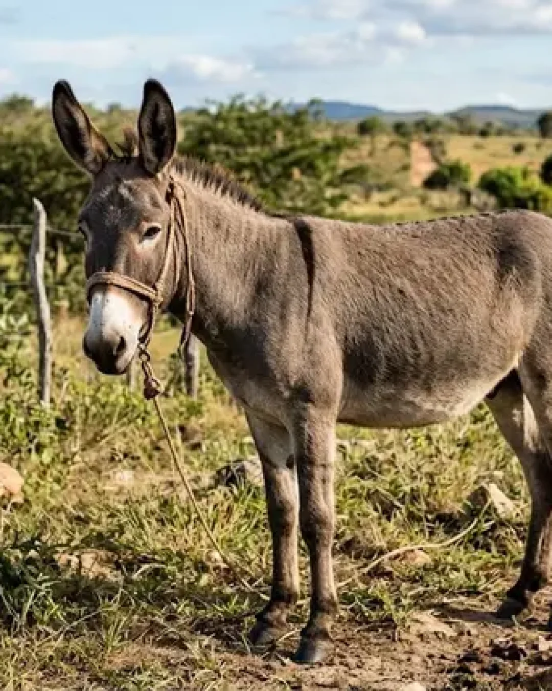 Jumento barato, pele valiosa
